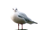 Seagull iii